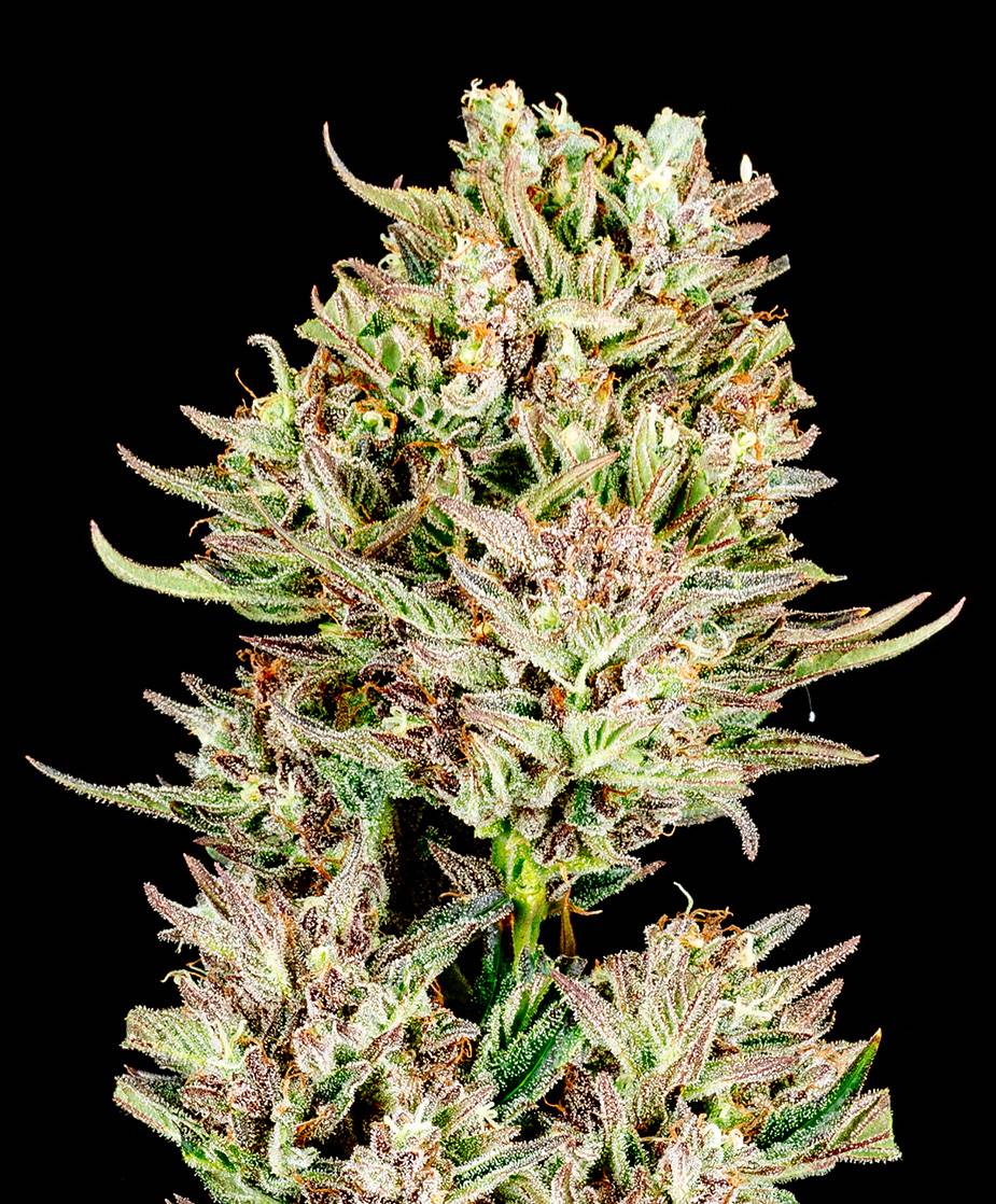 Atlas Seed - Garlic Jam Auto (auto/fem.) 🇺🇸