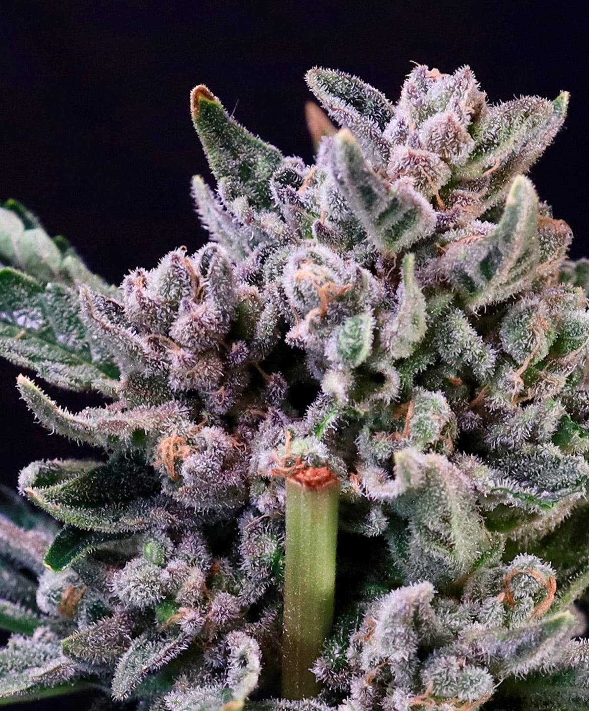 Atlas Seed - Gelato 41 (fem.) 🇺🇸