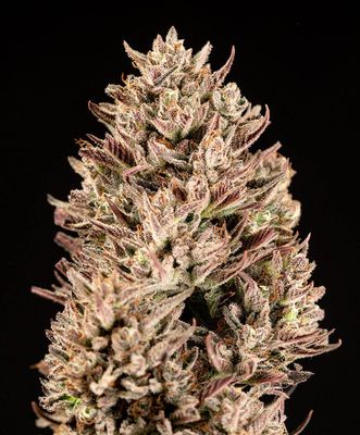 Atlas Seed - GMO Auto (auto/fem.) 🇺🇸 09883