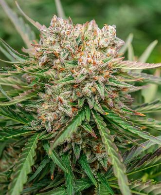 Atlas Seed - GMO OG Auto (auto/fem.) 🇺🇸 09884