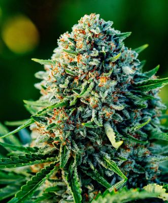 Atlas Seed - Gummibears  Auto (auto/fem.) 🇺🇸 09887