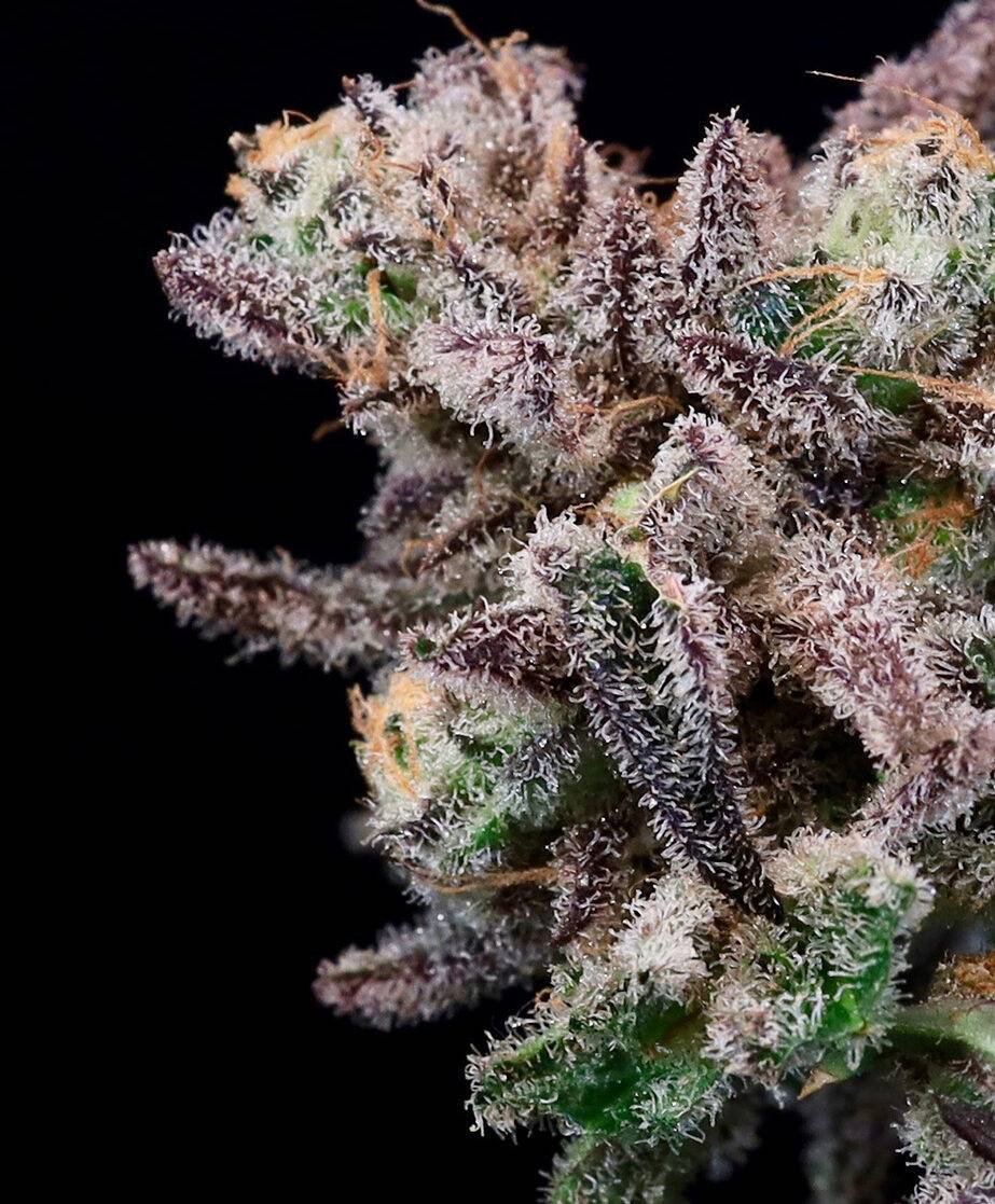 Atlas Seed - Iced Sangria (fem.) 🇺🇸