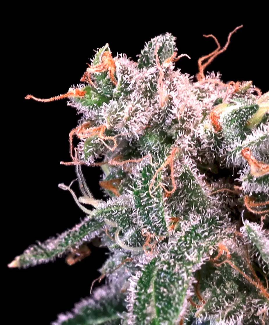 Atlas Seed - Kombucha Cream (fem.) 🇺🇸