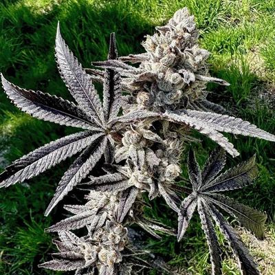 Exotic Genetix - Drippin’ Aint Eazy (fem.) 🇺🇸 09890