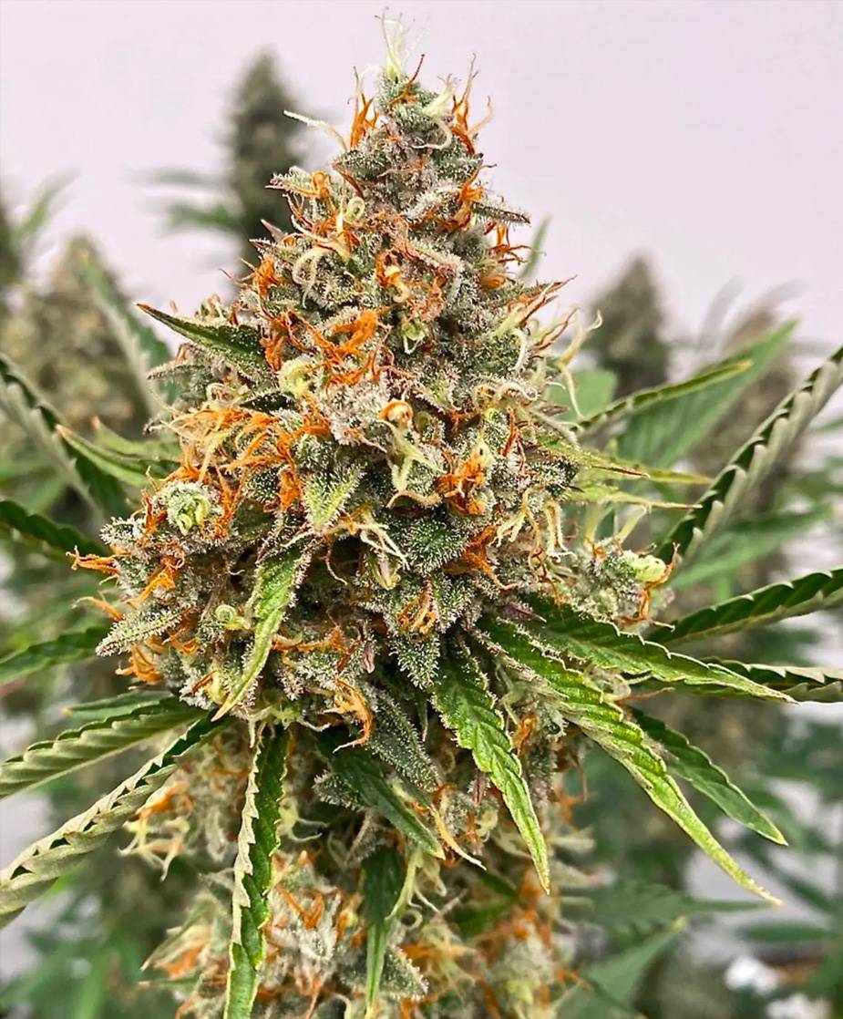 Atlas Seed -  Mendo Butter (fem.) 🇺🇸
