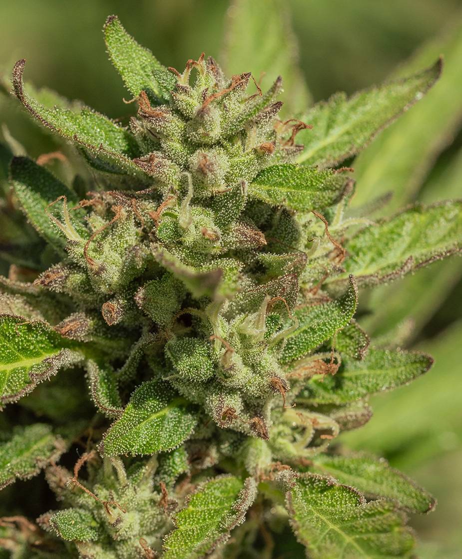 Atlas Seed - Mendo Breath (fem.) 🇺🇸