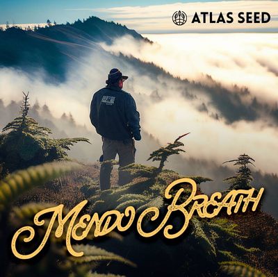 Atlas Seed - Mendo Breath (fem.) 🇺🇸 09893