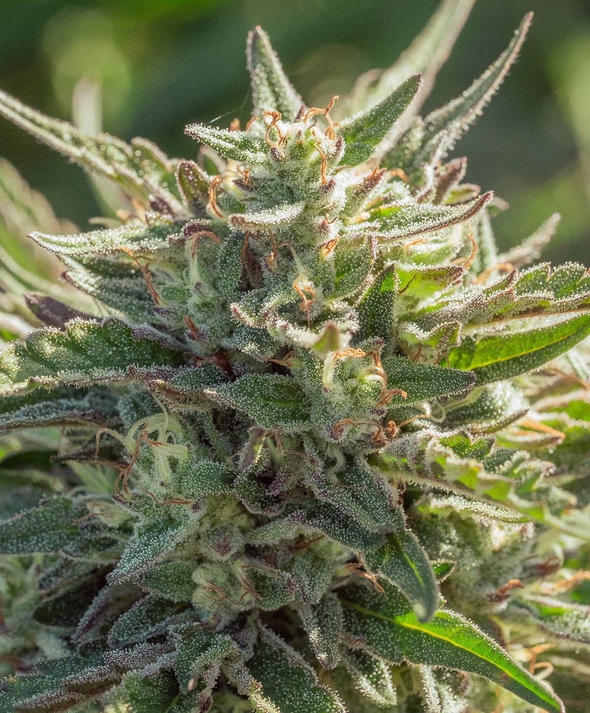 Atlas Seed - Mythic Cheetah Fast (fem.) 🇺🇸