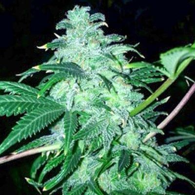 The Cali Connection - 22 (fem.) 🇺🇸 05395