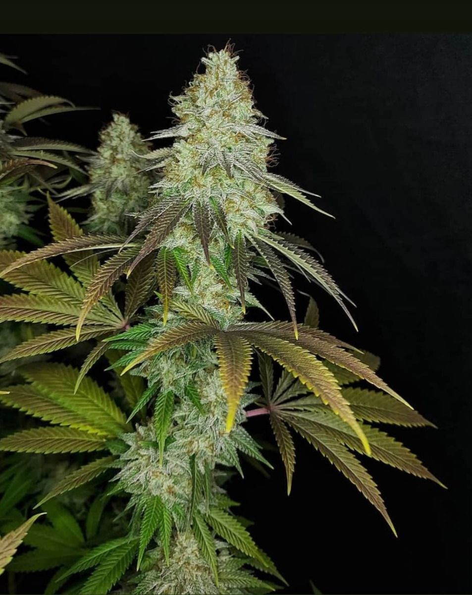 The Cali Connection - 818 Headband aka Sour OG (fem.) 🏆
