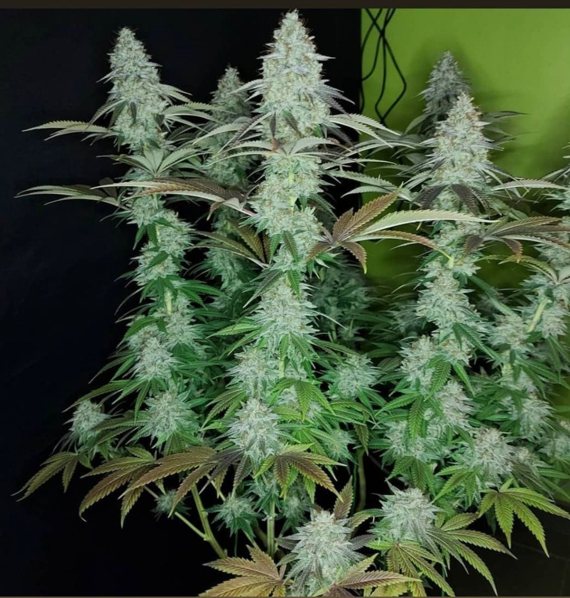 The Cali Connection - 818 Headband aka Sour OG (reg.) 🏆