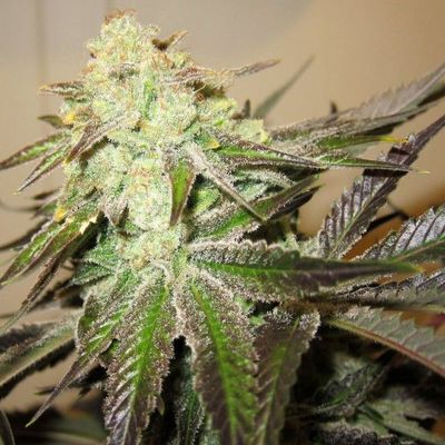 The Cali Connection - 818 Headband aka Sour OG (reg.) 🏆 05397