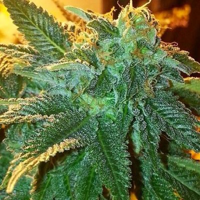 The Cali Connection - Alien OG (reg.) 🇺🇸 06415