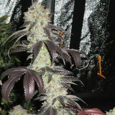 The Cali Connection - Black Kush (fem.) 🇺🇸 07695