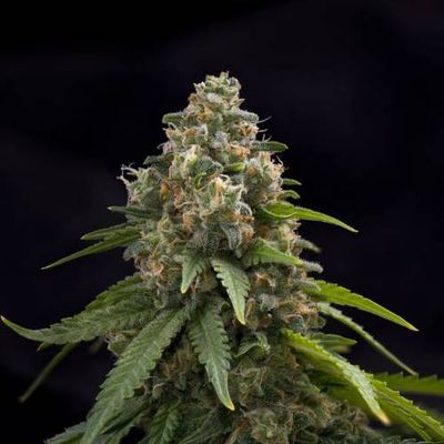 The Cali Connection - Blackwater (fem.) 🏆 05399