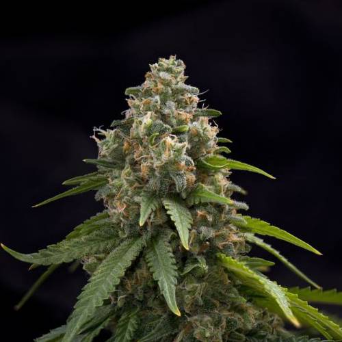 The Cali Connection - Blackwater (reg.) 🏆