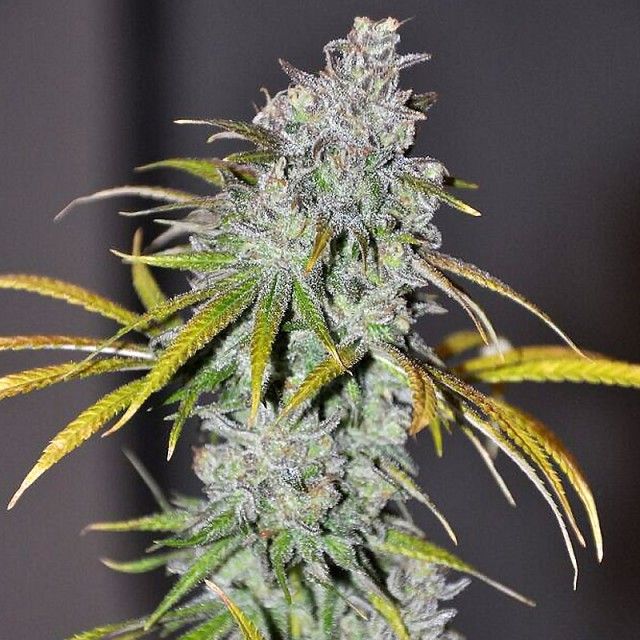 The Cali Connection - Blue Dream Haze (fem.) 🇺🇸