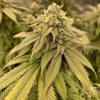 The Cali Connection - Boss Hogg (fem.) 🇺🇸 05402