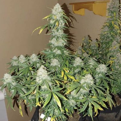 The Cali Connection - Boss Hogg Auto (auto/fem.) 🇺🇸 07694