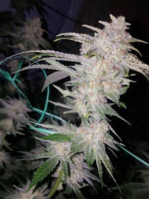 The Cali Connection - Buddha Tahoe OG (fem.) 🏆 05403