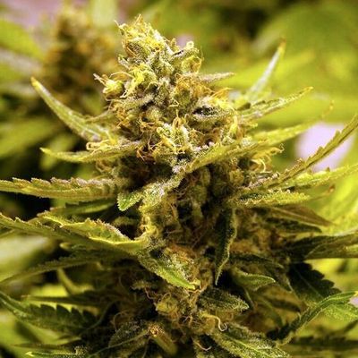 The Cali Connection - CBD OG (fem.) 🏆 05406