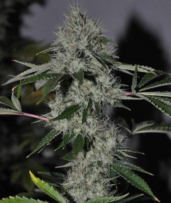 The Cali Connection - Chem 4 OG (fem.) 🏆 03414