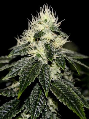 The Cali Connection - Chem 91 (fem.) 🇺🇸 05407
