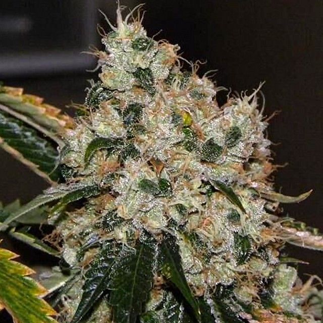 The Cali Connection - Chem 91 (fem.) 🇺🇸