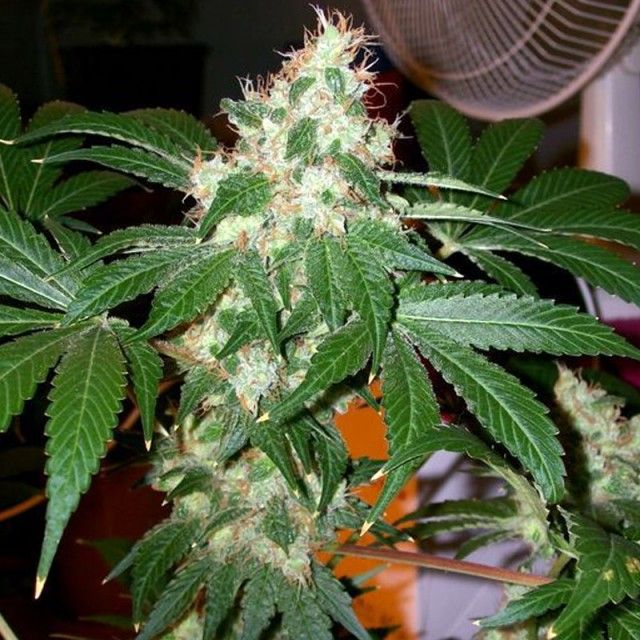 The Cali Connection - Chem Valley Kush (reg.) 🇺🇸