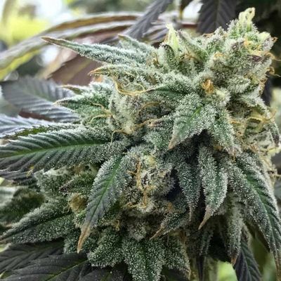The Cali Connection - Chem Valley Kush (reg.) 🇺🇸 03413