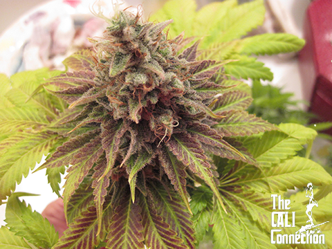 The Cali Connection - Chem Valley Kush (reg.) 🇺🇸