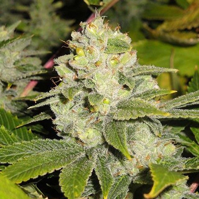 The Cali Connection - Deadhead OG (fem.) 🇺🇸
