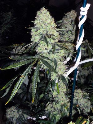 The Cali Connection - Deadhead OG (fem.) 🇺🇸 05409