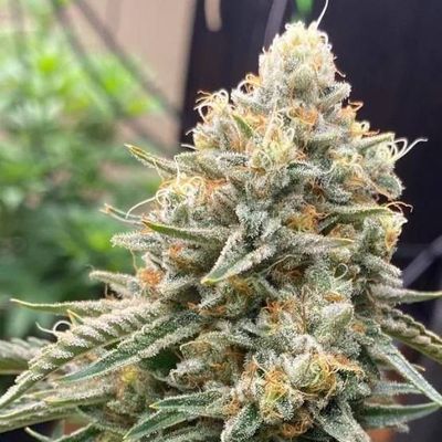 The Cali Connection - Corleone Kush (fem.) 🇺🇸 09347
