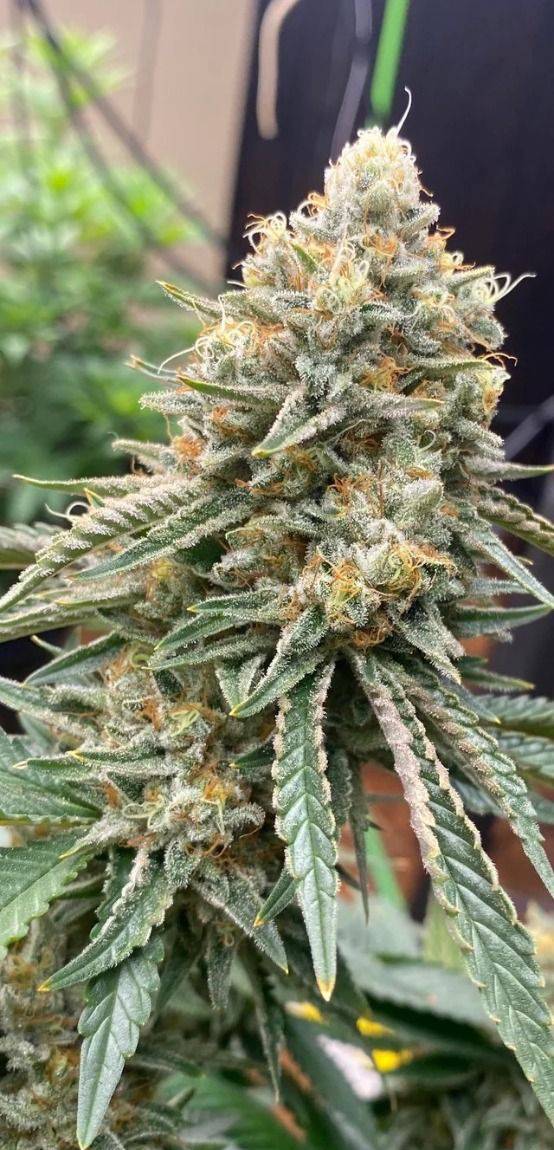 The Cali Connection - Corleone Kush (fem.) 🇺🇸
