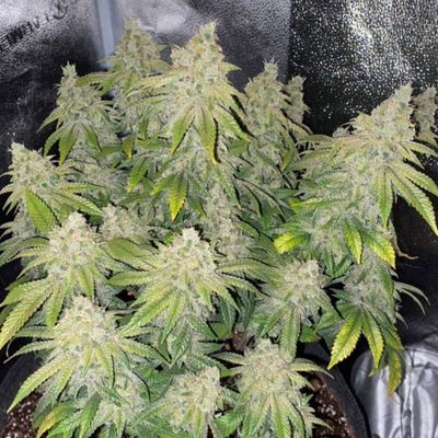 The Cali Connection - Deadhead OG Auto (auto/fem.) 🇺🇸 07693