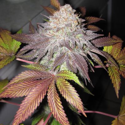 The Cali Connection - Fruit Cup (fem.) 🇺🇸 06191
