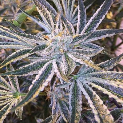 The Cali Connection - Fruit Tree (fem.) 🇺🇸 06192