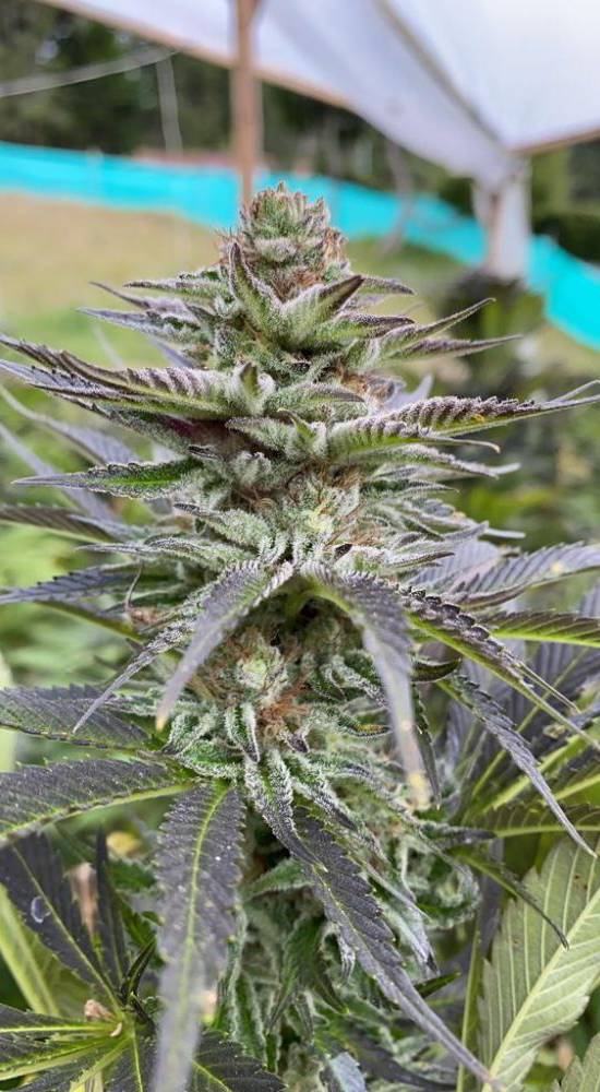 The Cali Connection - Girl Scout Cookies (fem.) 🏆