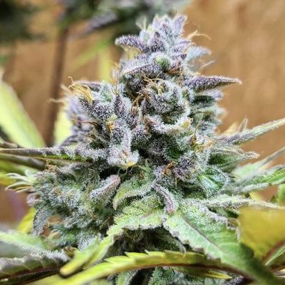 The Cali Connection - Girl Scout Cookies Auto (auto/fem.) 🇺🇸 07692