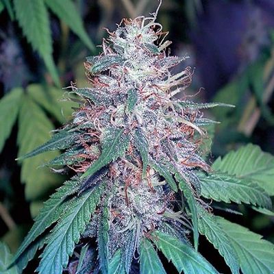 The Cali Connection - Grape Kush (fem.) 🇺🇸 05411
