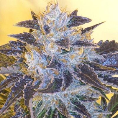The Cali Connection - Grape OG (fem.) 🇺🇸 05412