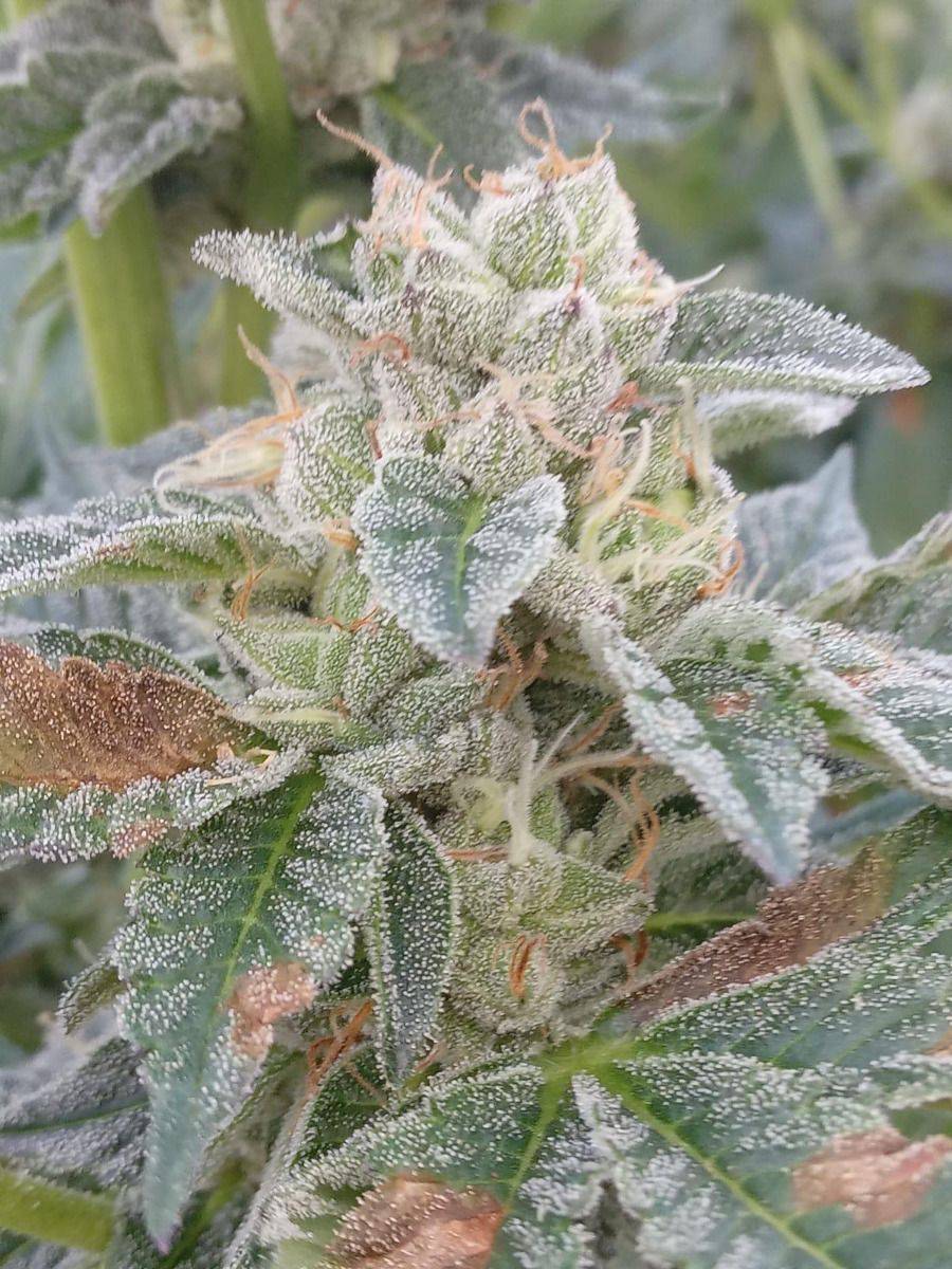 The Cali Connection - Grape Kush (fem.) 🇺🇸