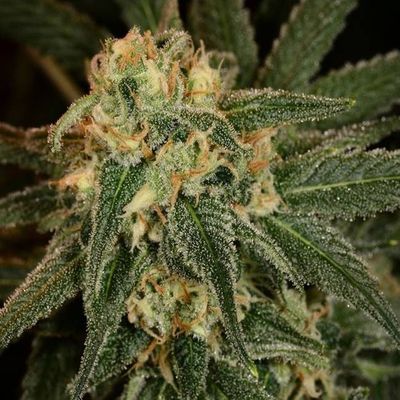 The Cali Connection - Green Crack (fem.) 🏆 05413