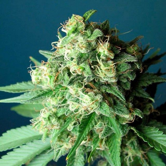 The Cali Connection - Green Crack (fem.) 🏆