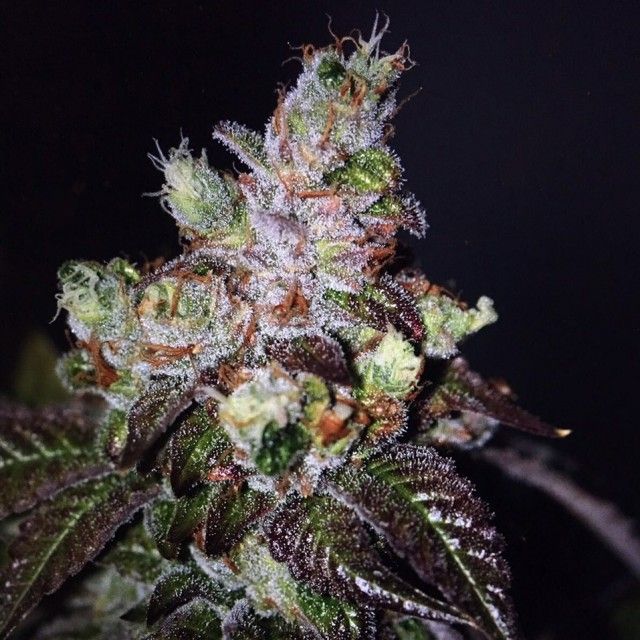 The Cali Connection - Island Punch (fem.) 🇺🇸