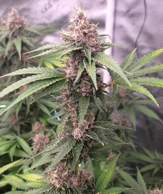 The Cali Connection - Island Punch Auto (auto/fem.) 🇺🇸 07691