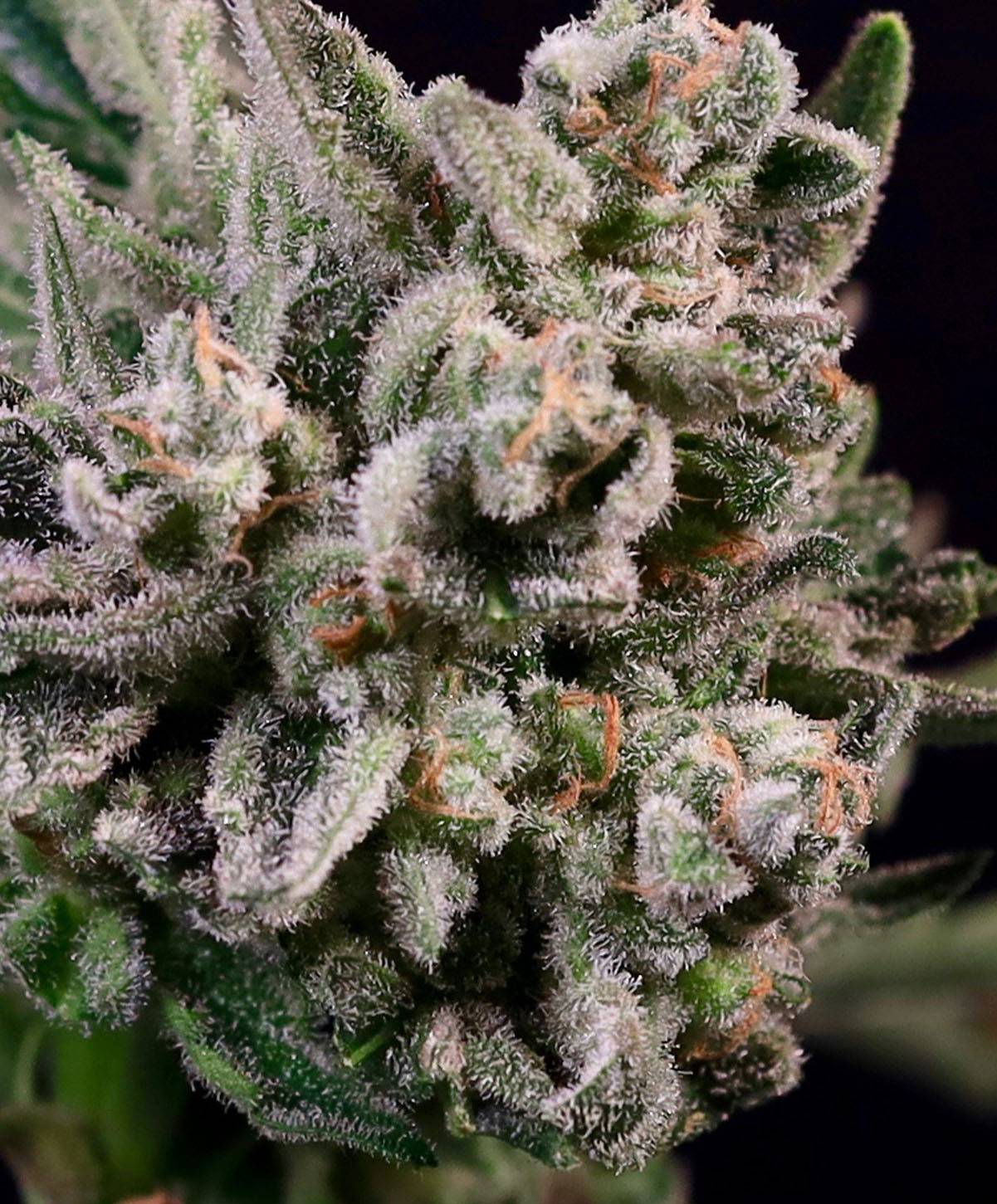 Atlas Seed - Peanut Butter Breath Fast (fem.) 🇺🇸
