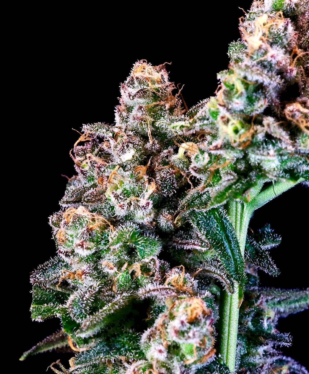 Atlas Seed -  Purple Punch (fem.) 🇺🇸