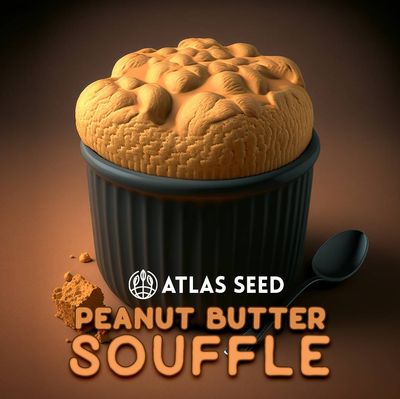 Atlas Seed - Peanut Butter Souffle (fem.) 🇺🇸 09897